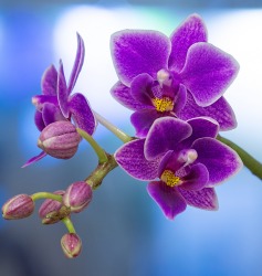 Purple Orchid Purple Orchid