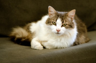 The puss is soft and fluffy. The puss is soft and fluffy.