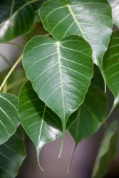 The leaves of the bo tree. The leaves of the bo tree.