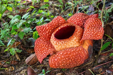 Rafflesia, the biggest flower in the world, has a putrid odor. Rafflesia, the biggest flower in the world, has a putrid odor.