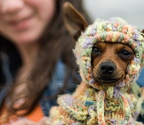Nancy enjoys knitting quirky outfits for her dog Sassy to wear on their outings to the park. Nancy enjoys knitting quirky outfits for her dog Sassy to wear on their outings to the park.