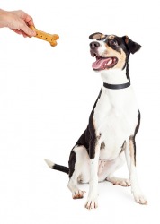Baxter is the recipient of a dog treat. Baxter is the recipient of a dog treat.