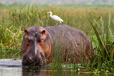 A hippopotamus is standing among the reeds along the bank of the river. A hippopotamus is standing among the reeds along the bank of the river.