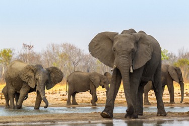 The elephant family is protected from poachers in the refuge. The elephant family is protected from poachers in the refuge.