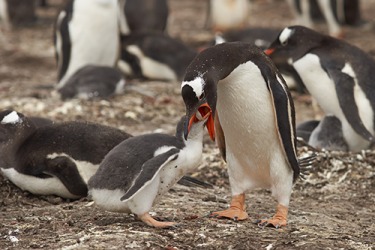 A Gentoo Penguin regurgitates food to feed its chick on Bleaker Island in the Falkland Islands. A Gentoo Penguin regurgitates food to feed its chick on Bleaker Island in the Falkland Islands.