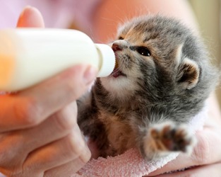 Karen fosters and rehabilitates abandoned kittens until they are old enough to be adopted. Karen fosters and rehabilitates abandoned kittens until they are old enough to be adopted.