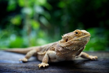 Bearded dragons are a good choice for people who want to try a reptile as a pet. Bearded dragons are a good choice for people who want to try a reptile as a pet.