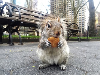 The squirrel resides in Madison Square Park in New York City. The squirrel resides in Madison Square Park in New York City.