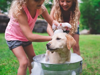 One of Madison and Zoey's responsibilities is to give their dog Tucker a bath. One of Madison and Zoey's responsibilities is to give their dog Tucker a bath.