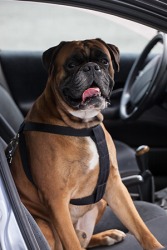 A seat restraint designed specifically for pets is a safe way for dogs to travel in a car. A seat restraint designed specifically for pets is a safe way for dogs to travel in a car.