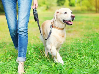 Regan uses a dog leash that retracts for her dog Annabelle when they walk in the park. Regan uses a dog leash that retracts for her dog Annabelle when they walk in the park.