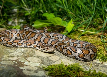 If you find a snake in your yard, a safe course of action is to retreat and allow him to go on his way. If you find a snake in your yard, a safe course of action is to retreat and allow him to go on his way.