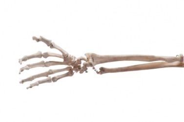 The bones of the human hand and forearm. The bones of the human hand and forearm.