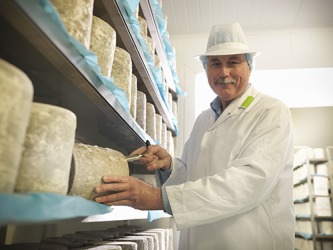 Various types of cheeses require different amounts of time to become fully ripe. Various types of cheeses require different amounts of time to become fully ripe.