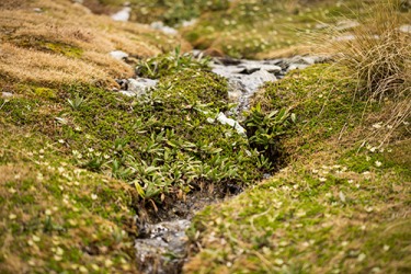 It is easy to jump over the rivulet to get to the other side of the field. It is easy to jump over the rivulet to get to the other side of the field.