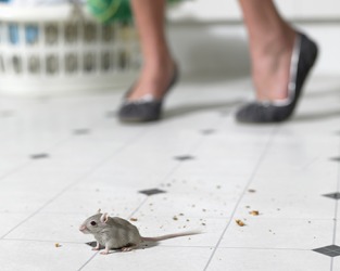 She was terrified when she saw the rodent on her kitchen floor. She was terrified when she saw the rodent on her kitchen floor.