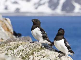 Rotch, also calle the little auk, are small Arctic birds that are about half the size of the Atlantic puffin. Rotch, also calle the little auk, are small Arctic birds that are about half the size of the Atlantic puffin.