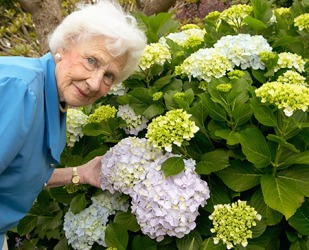 Jeanne has always loved the roundish blooms of hydrangea flowers. Jeanne has always loved the roundish blooms of hydrangea flowers.