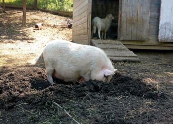 The farm pig likes to rout the ground in search of something to eat. The farm pig likes to rout the ground in search of something to eat.
