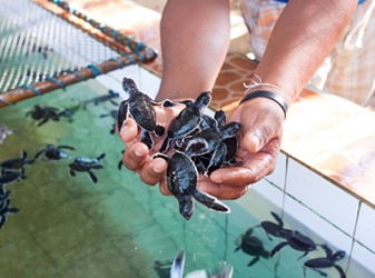 She volunteers at the hatchery because she loves sea turtles and wants to help save them from extinction. She volunteers at the hatchery because she loves sea turtles and wants to help save them from extinction.