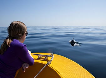 Laurie continued scanning the surface of the ocean in search of dolphins. Laurie continued scanning the surface of the ocean in search of dolphins.