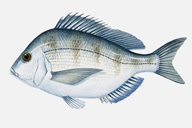 An illustration of an Atlantic scup. An illustration of an Atlantic scup.