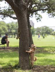 The squirrel scurried up the tree when the dog chased after it. The squirrel scurried up the tree when the dog chased after it.
