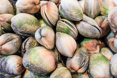 Native Americans crafted tubular shell beads from clams that were called sewan which were used as currency with the colonists. Native Americans crafted tubular shell beads from clams that were called sewan which were used as currency with the colonists.
