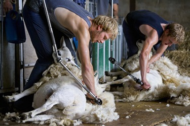 The farmers shear the sheep with electric shearing clippers. The farmers shear the sheep with electric shearing clippers.