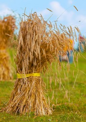 Wheat sheaves are bundled so they can be set upright to dry out before processing. Wheat sheaves are bundled so they can be set upright to dry out before processing.