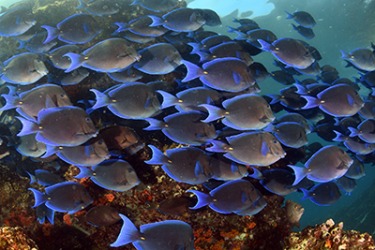 The shoal of Blue Tang fish swim along the coral reef in the Caribbean Sea. The shoal of Blue Tang fish swim along the coral reef in the Caribbean Sea.