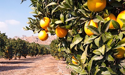 There will not be a shortage of oranges as long as a hard freeze does not occur this winter. There will not be a shortage of oranges as long as a hard freeze does not occur this winter.