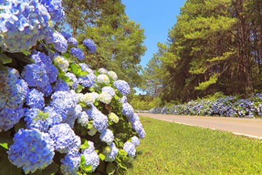 Hydrangea is a flowering shrub that grows in Zones 5 through 9. Hydrangea is a flowering shrub that grows in Zones 5 through 9.