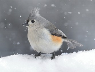 When the tufted titmouse reappears it will signify the return of spring. When the tufted titmouse reappears it will signify the return of spring.
