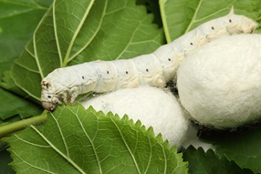 A silk worm and silk cocoons resting on mulberry leaves. A silk worm and silk cocoons resting on mulberry leaves.