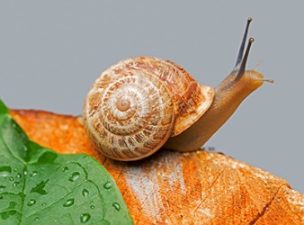 The ridges of the snail shell spiral to the left which is an example of sinistrorsa. The ridges of the snail shell spiral to the left which is an example of sinistrorsa.