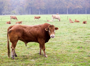 The sire was brought to the pasture to impregnate the cows. The sire was brought to the pasture to impregnate the cows.