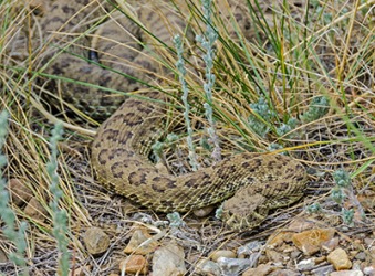 The rattlesnake is barely noticeable as it slithers through the brush. The rattlesnake is barely noticeable as it slithers through the brush.