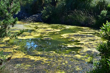 The sludge in the pond is caused by fertilizer runoff. The sludge in the pond is caused by fertilizer runoff.