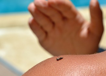 She smacked the mosquito on her shoulder. She smacked the mosquito on her shoulder.