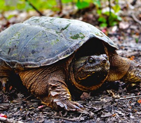 Snapping turtles earn their name because they can snap their mouths shut with great quickness and force. Snapping turtles earn their name because they can snap their mouths shut with great quickness and force.