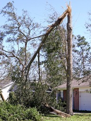 The tree snapped when the hurricane came through. The tree snapped when the hurricane came through.