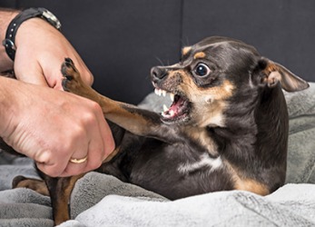 Coco snarled at his owner because he didn't like anyone near his bed. Coco snarled at his owner because he didn't like anyone near his bed.