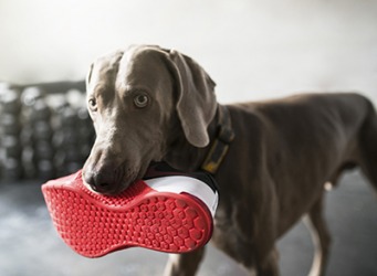 Morgan's sneaky dog has a bad habit of stealing his shoes. Morgan's sneaky dog has a bad habit of stealing his shoes.