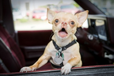 Pinto showed bravado by ferociously barking at everyone who walked past his car. Pinto showed bravado by ferociously barking at everyone who walked past his car.