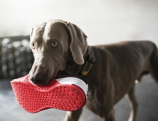 The dog took your shoe. The dog took your shoe.