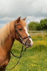 A horse with bridle. A horse with bridle.