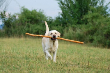 A dog bringing a stick. A dog bringing a stick.