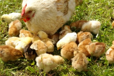 A mother hen and her brood of baby chicks. A mother hen and her brood of baby chicks.