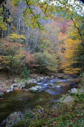 A brook in the woods. A brook in the woods.